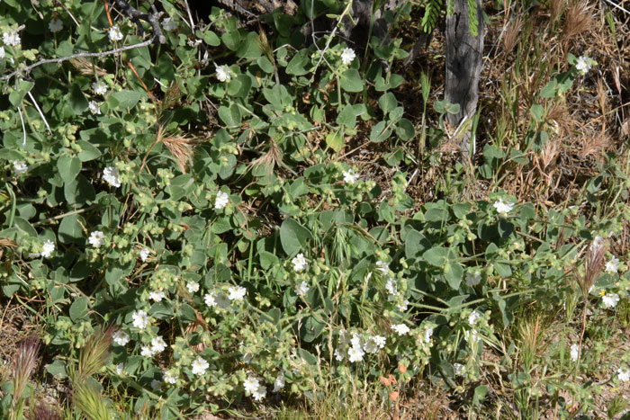 Mirabilis laevis, Desert Wishbone-bush